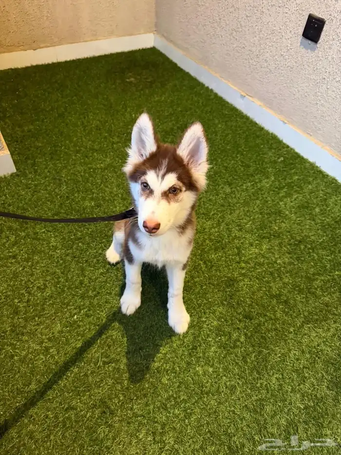 كلاب هاسكي للبيع 4