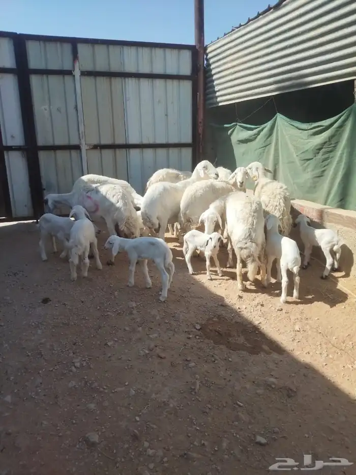 نعرض لكم شياة وليد 1