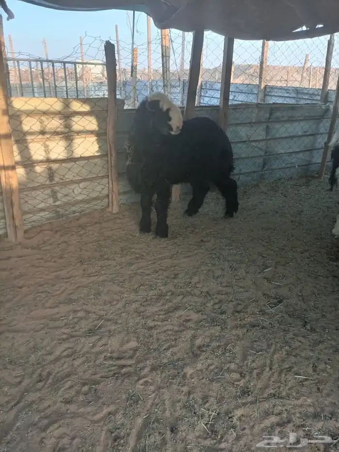 طليان نجد جذعان تربيه عندي علي شعير وبرسيم شرط ونظاف 0