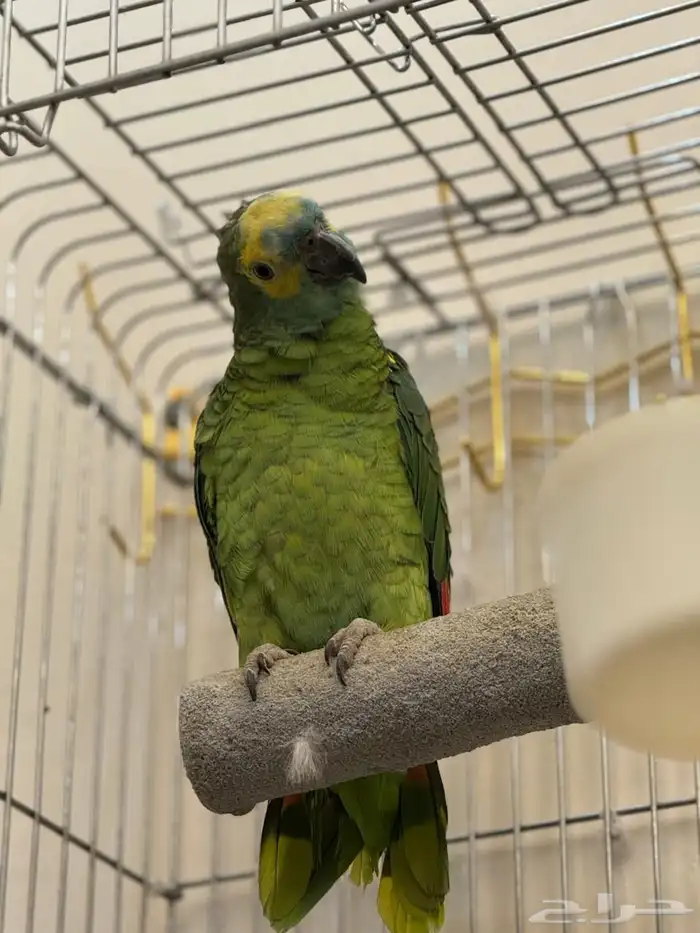 ببغا امزوني 1