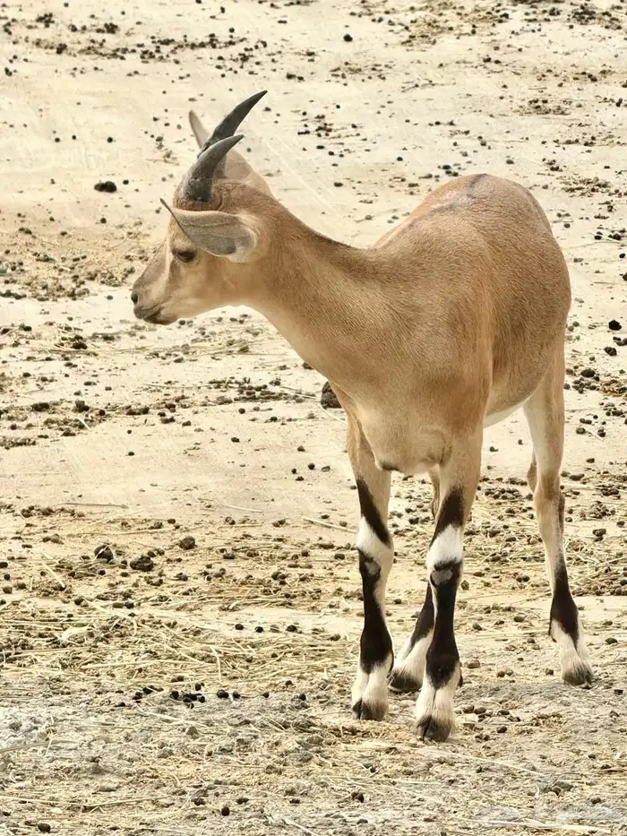 هجين وعل مشروع فحل صيد 0