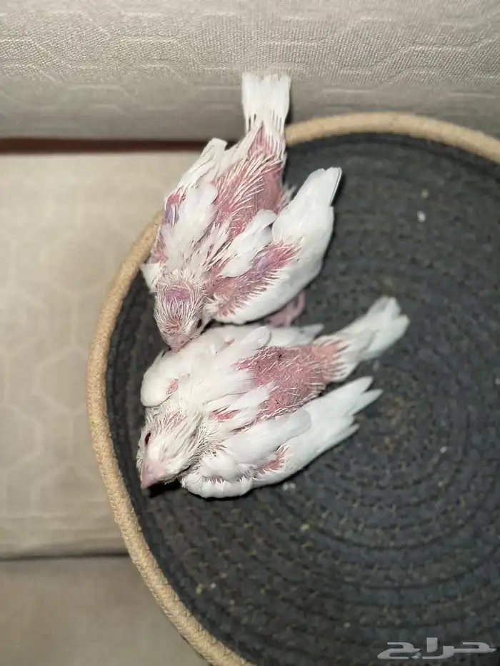 فرخين كروان البينو عيون حمراء 2