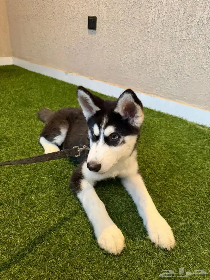 كلاب هاسكي للبيع 3