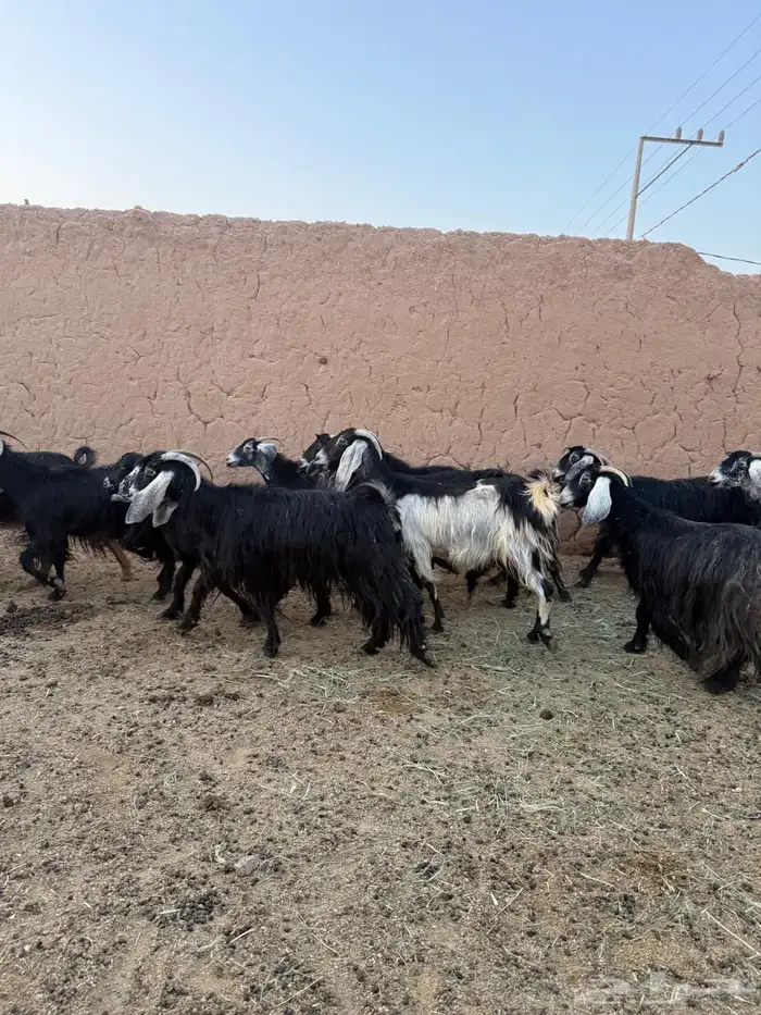 معزا العدد 13 2