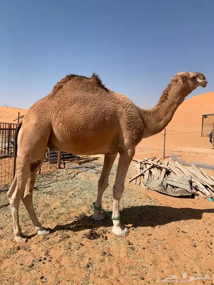 بعير رماني 1