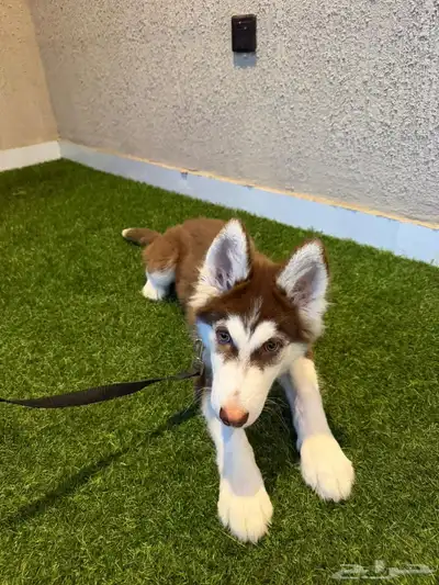 كلاب هاسكي للبيع index