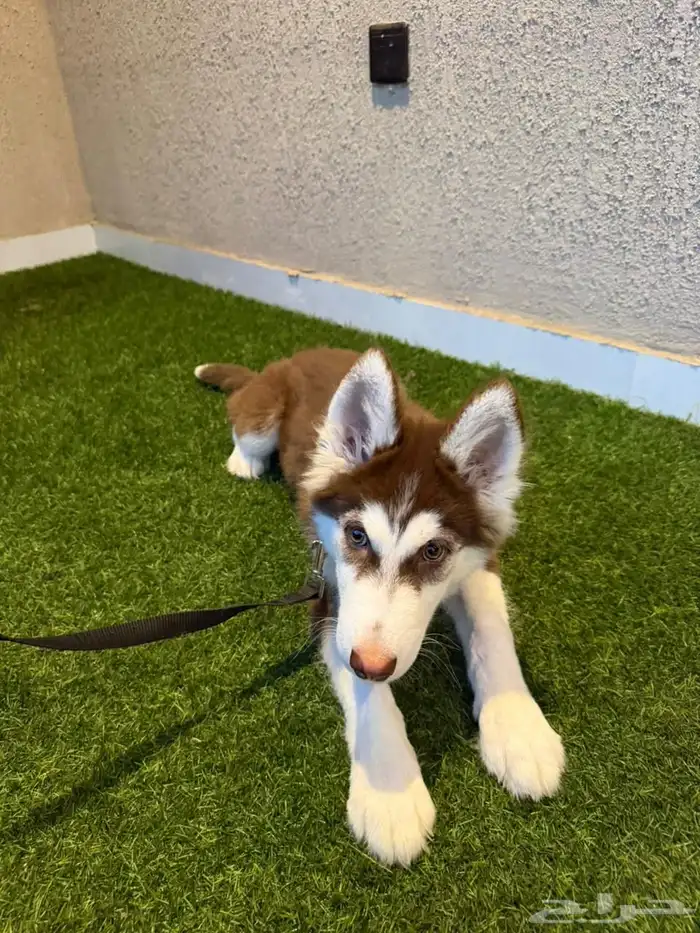 كلاب هاسكي للبيع 0