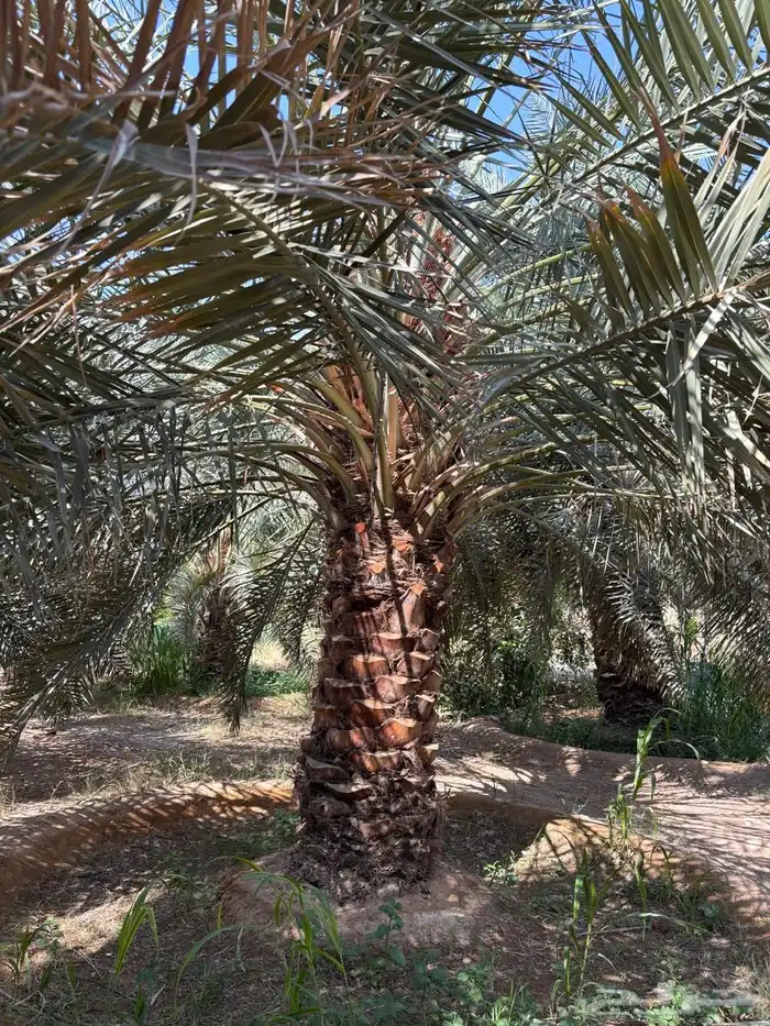 نخل خلاص طيب 2