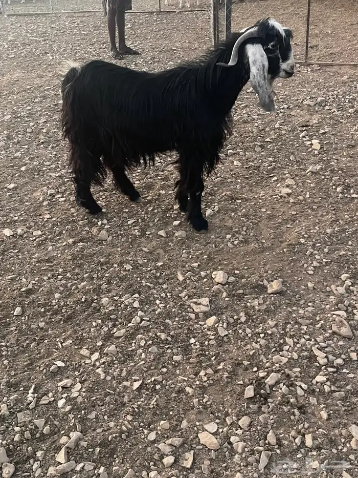 تيس فحل يقرع شرط السن واضح في الصورة الخرج 2