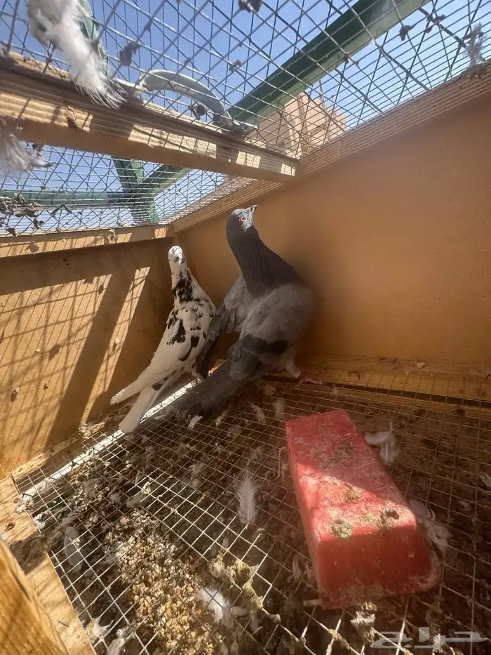 طيور للبيع 0