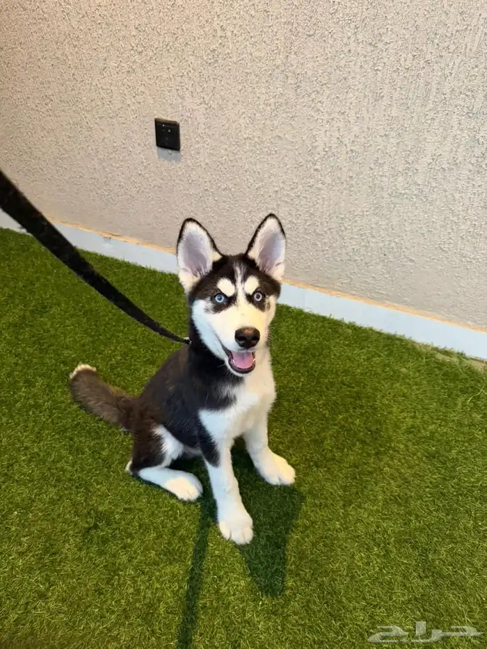 كلاب هاسكي للبيع 5