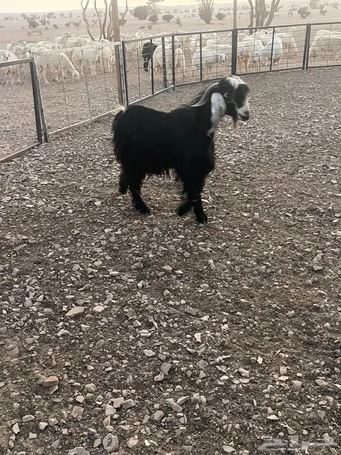 تيس فحل يقرع شرط السن واضح في الصورة الخرج 1