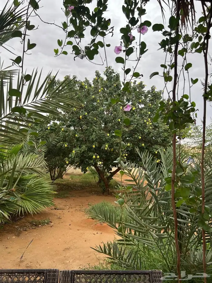 استراحه للايجار اليومي بالقديه ضرما 400 6