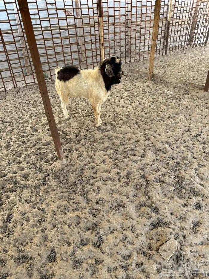 تيس بورقوت 0