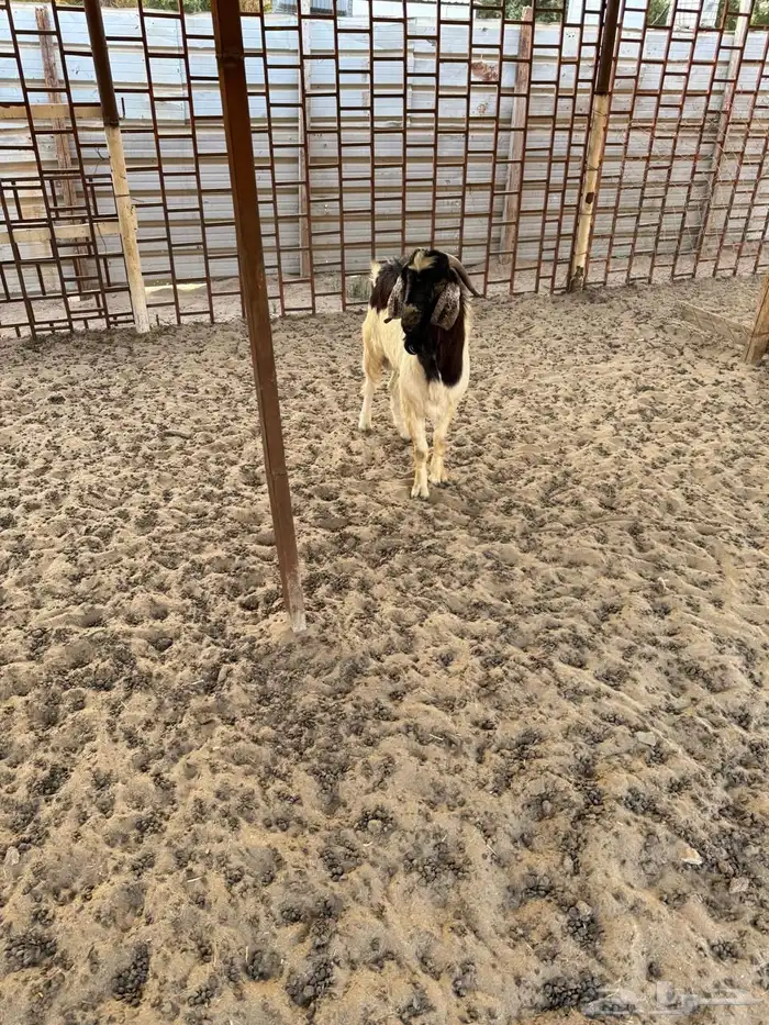 تيس بورقوت 2