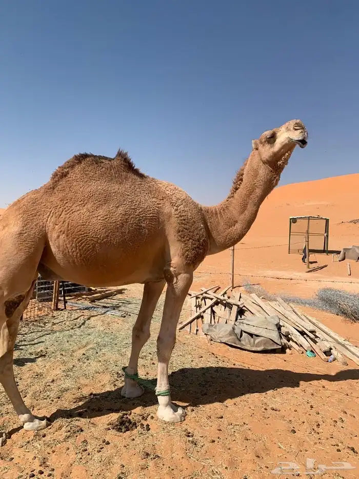 بعير رماني 0