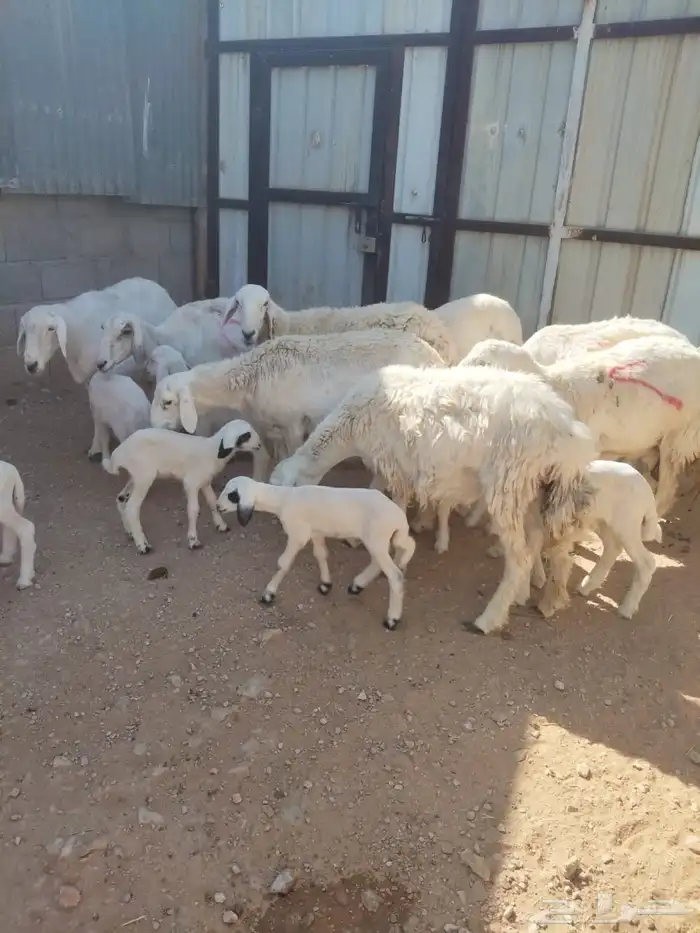 نعرض لكم شياة وليد 0