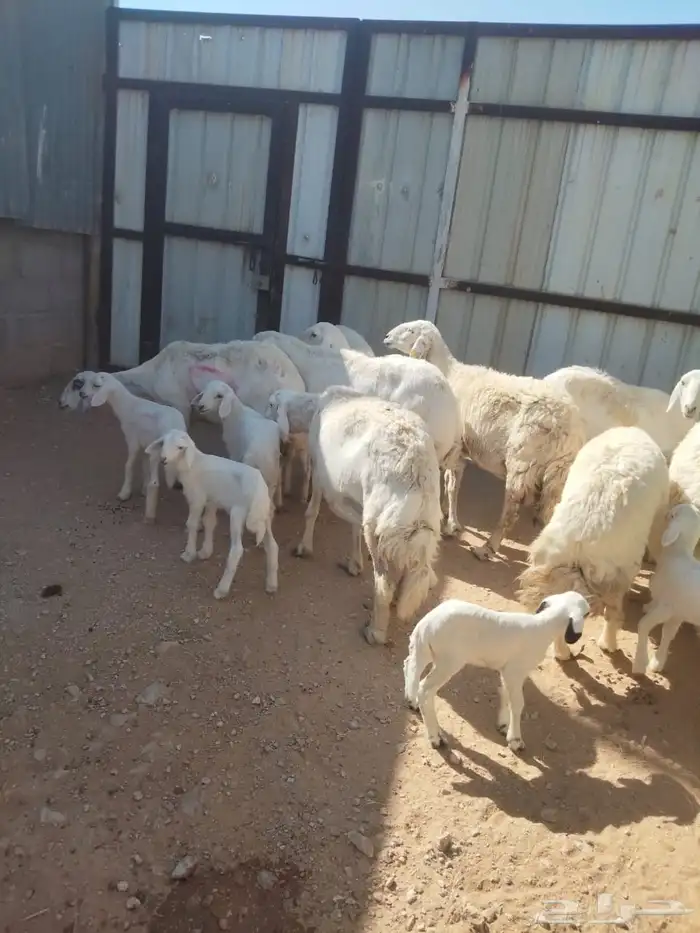 نعرض لكم شياة وليد 2