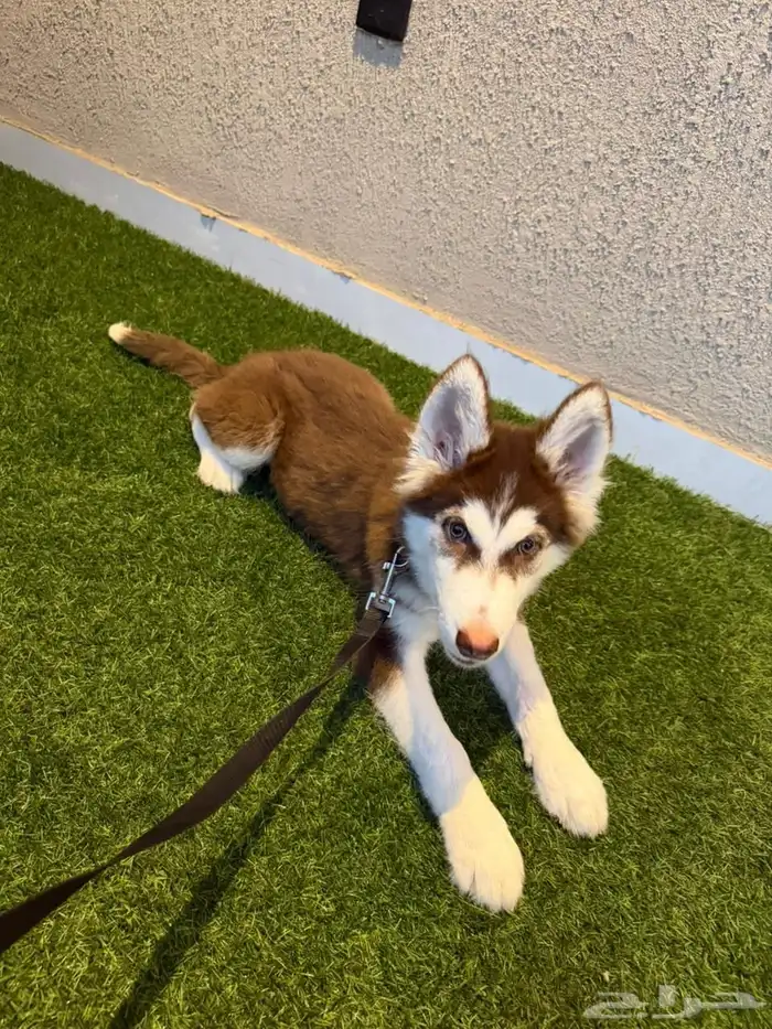 كلاب هاسكي للبيع 2