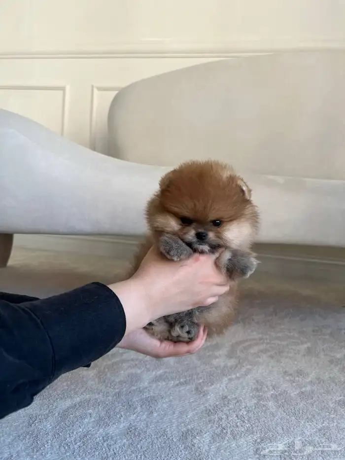 كلاب موبيرانيان مني 4