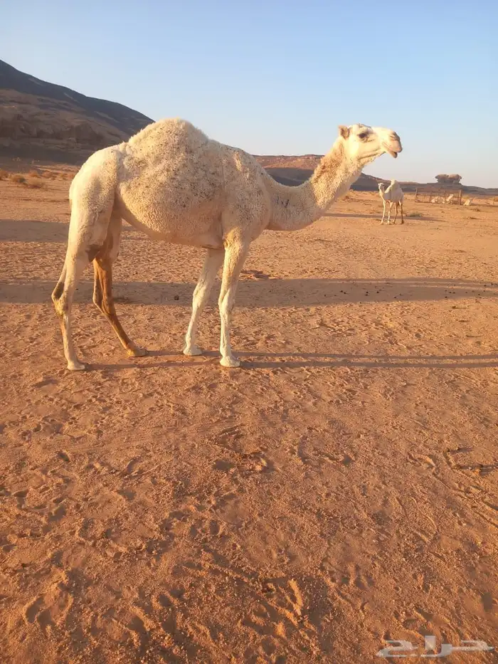 بكره باتليه 0