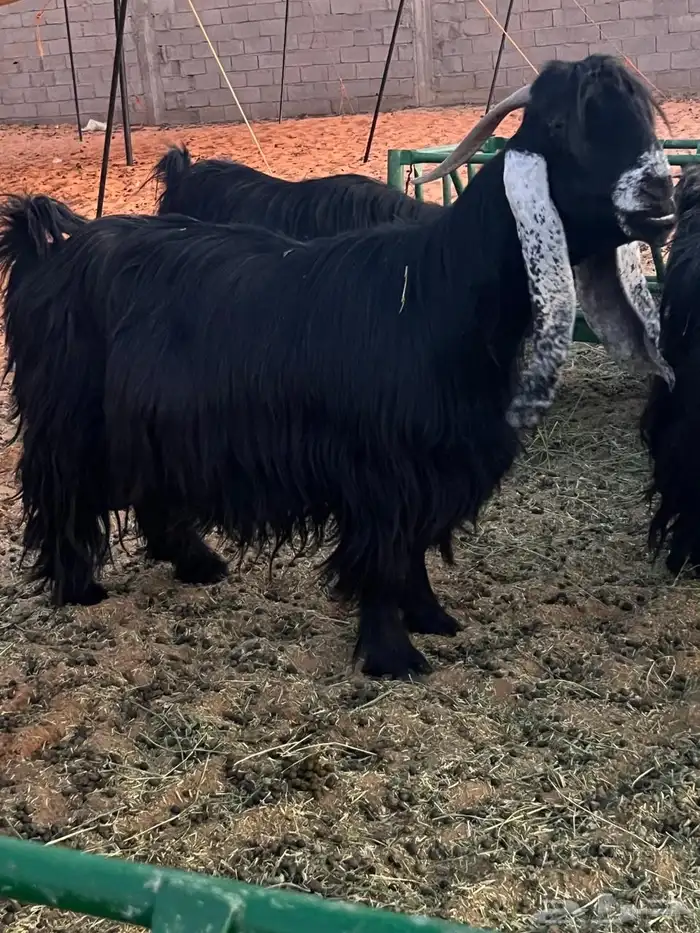 ماعز عوارض للبيع 0