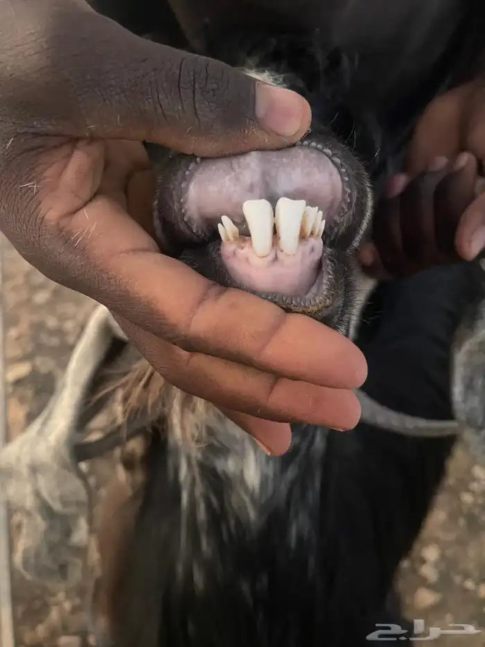 تيس فحل يقرع شرط السن واضح في الصورة الخرج 0