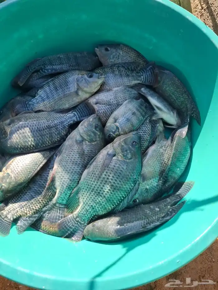 فرصة  للبيع كمية كبيرة سمك بلطي وزن 200 جرام 0