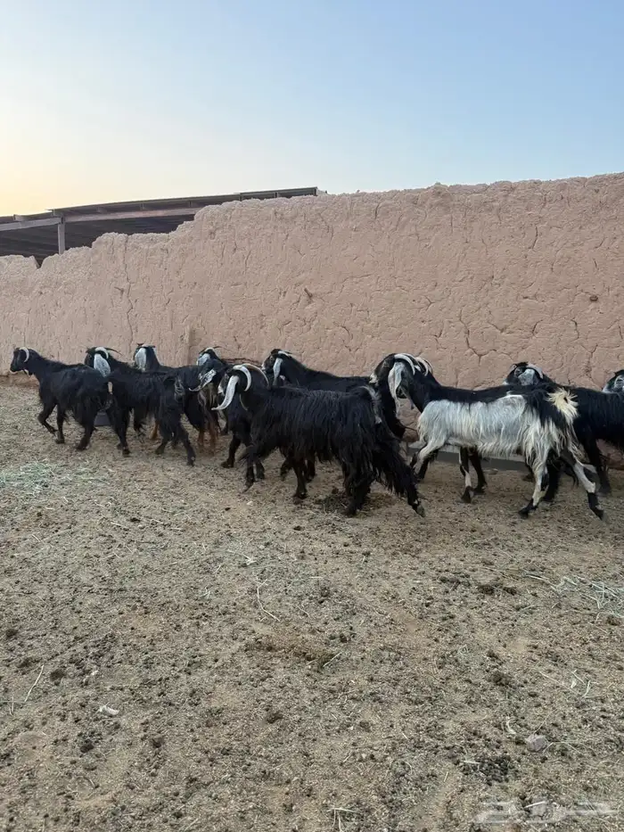 معزا العدد 13 4