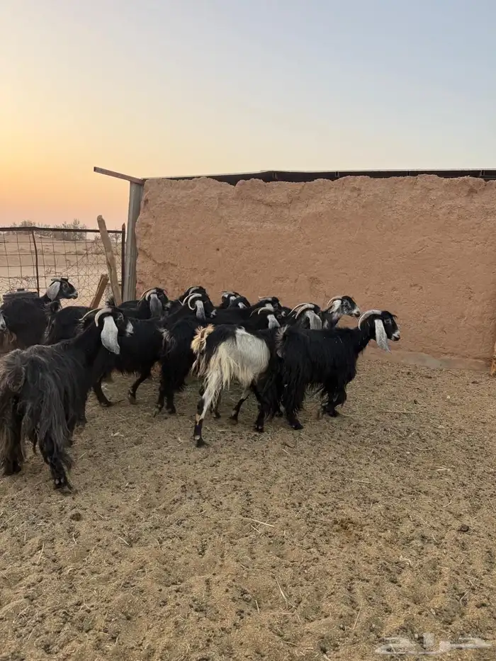 معزا العدد 13 3