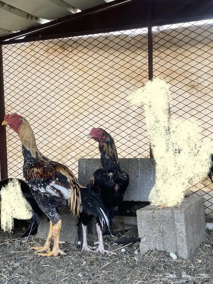 دجاج باكستاني نسل ابو ريتاج 4