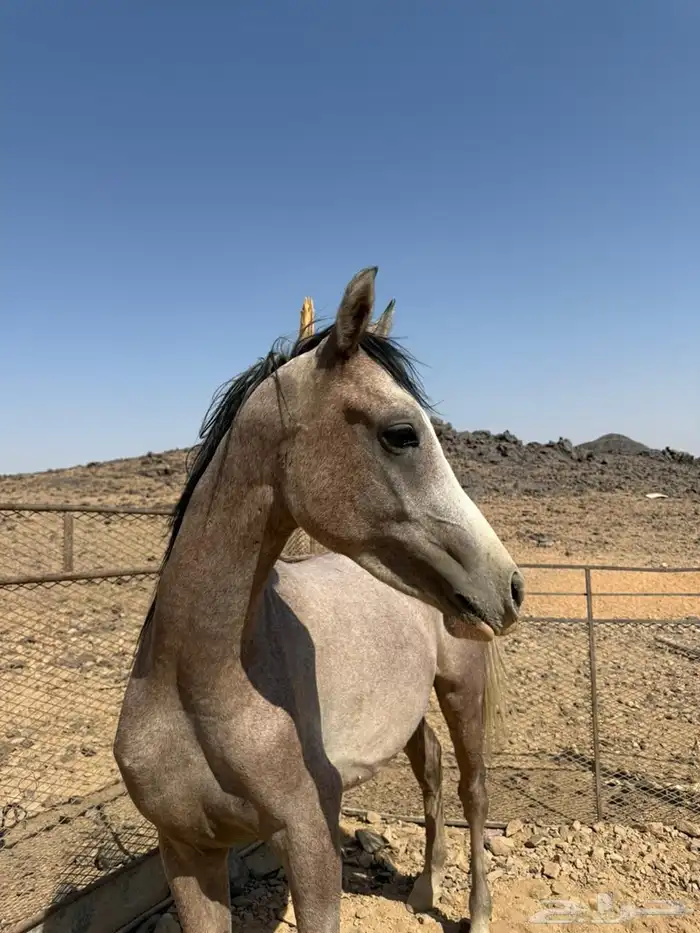 للبيع حصان شعبي 0