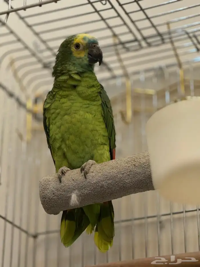 ببغا امزوني 2