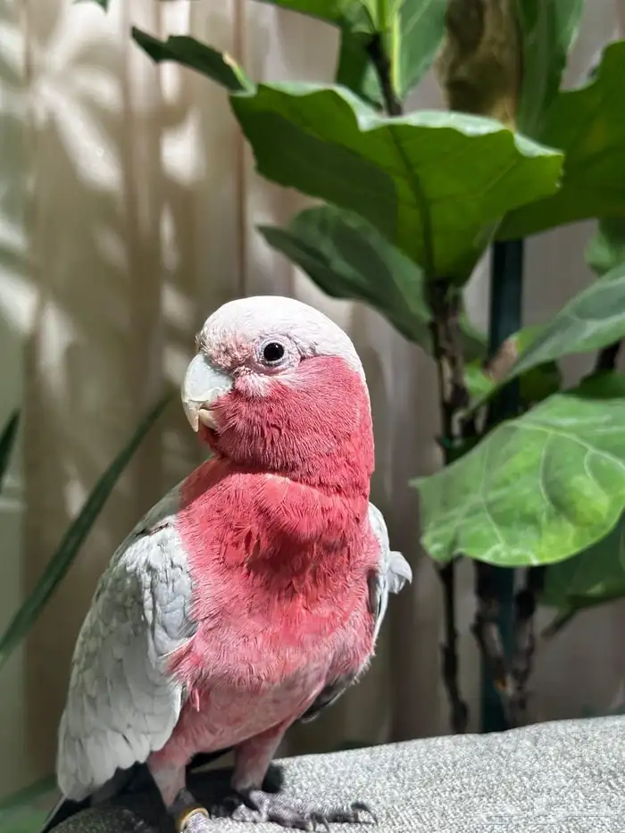 كوكاتو قالا 1