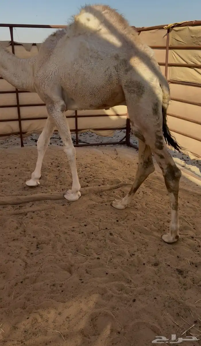 قعود مفرود سمين تم البيع 0