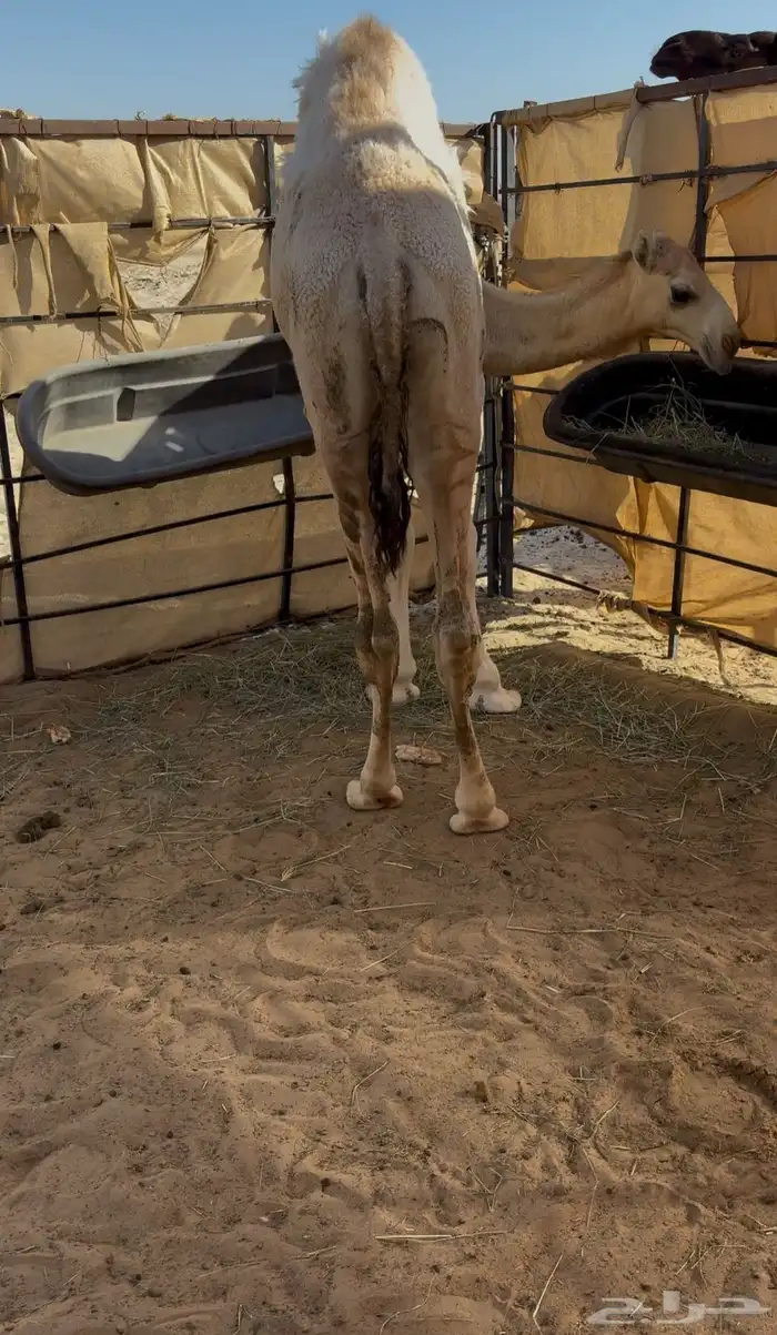 قعود مفرود سمين تم البيع 1