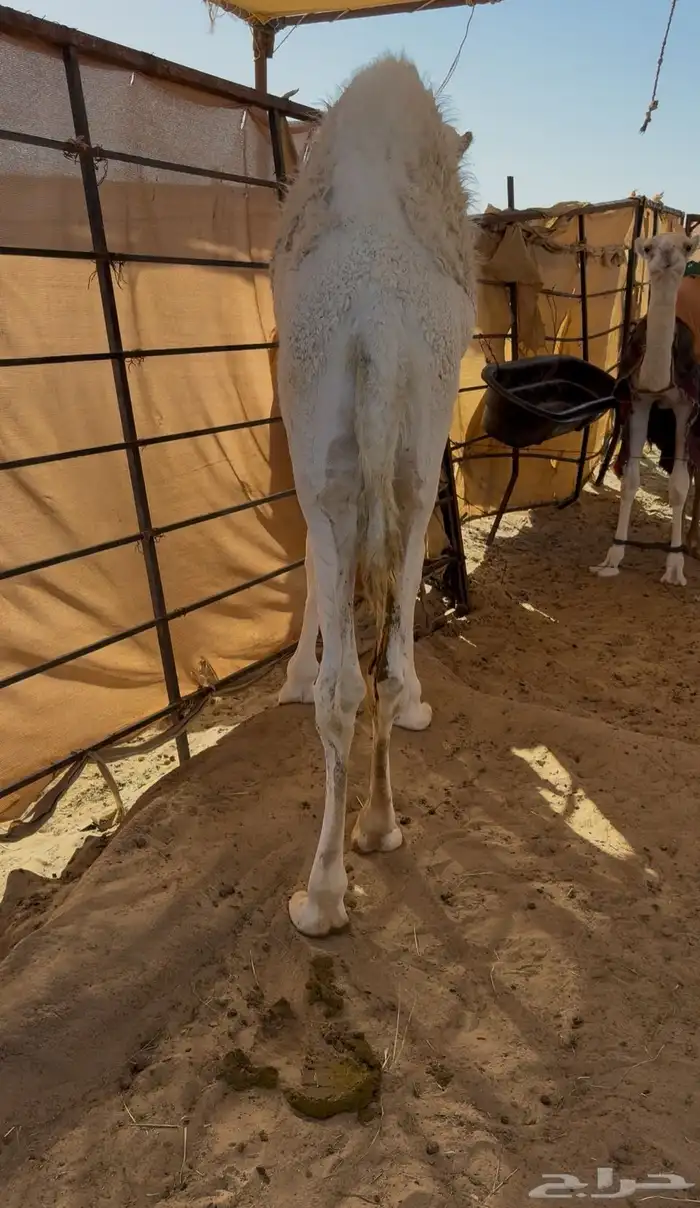 قعود فل الفل سمين 2