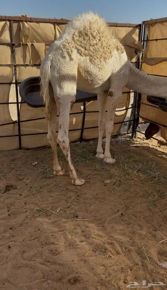 قعود فل الفل سمين 1