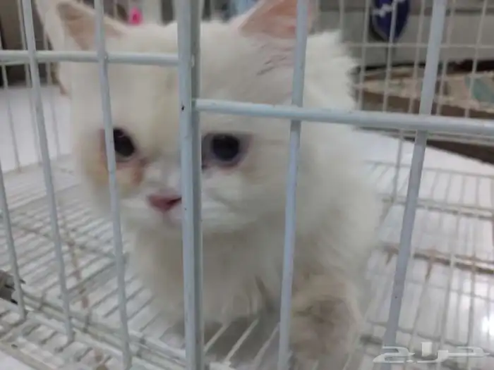 قط امريكي مجان 0