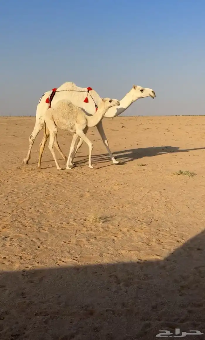 عشراء وضحا بكر 3