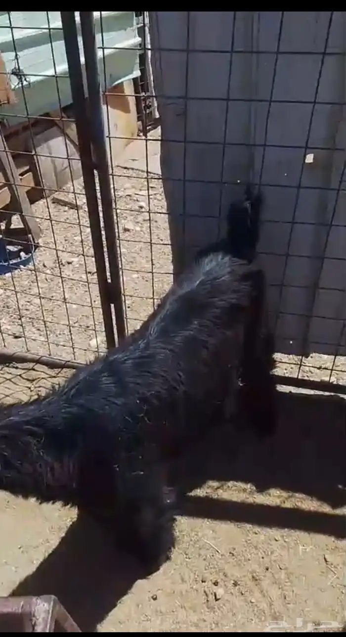 تيس عارضي عمره فوق سته شهور. مقفل شحم ويصلح فحل 1