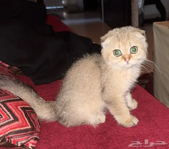 قط كيتن سكوتش 0