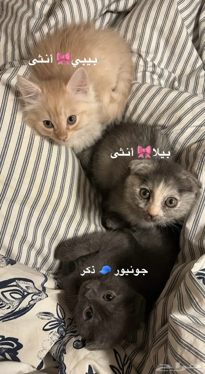 كيتن للبيع سكوتش فولد و روسي 0