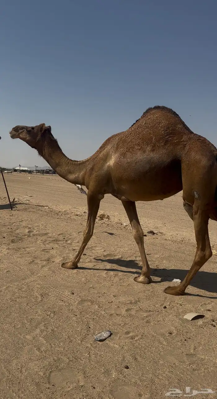 بكره دهما عكشا رباع لقحه 9