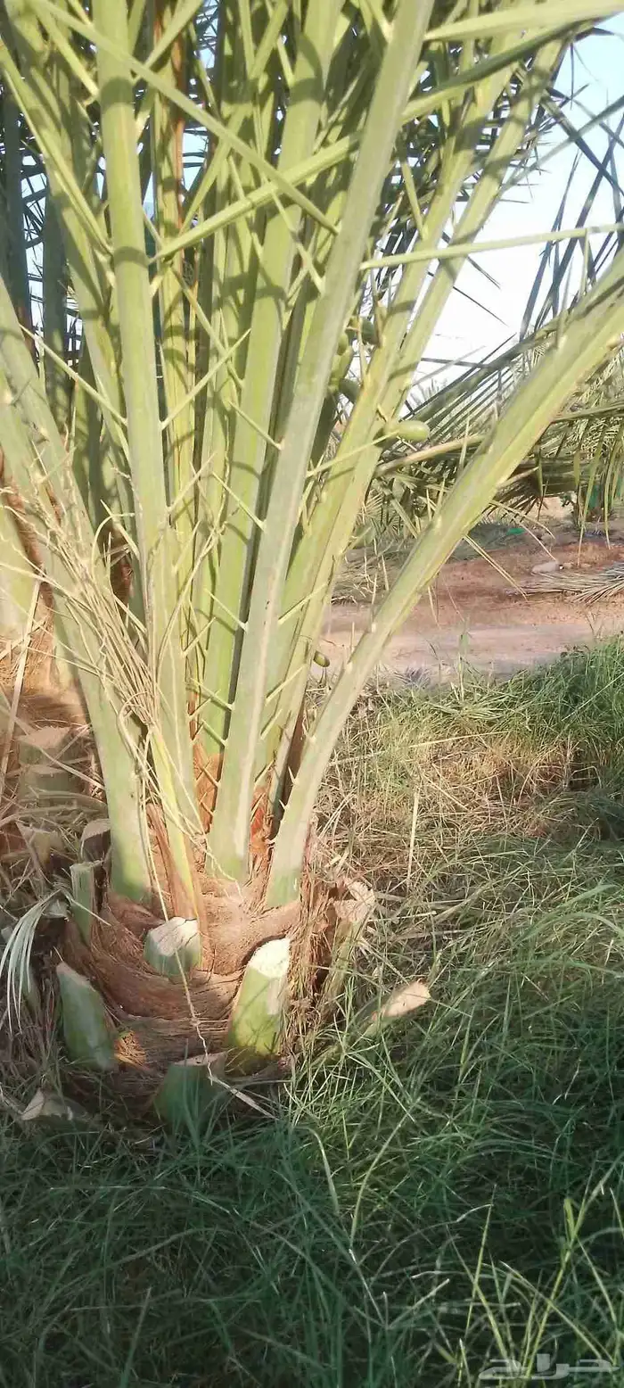 نخل للبيع 3