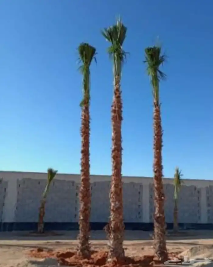 نخل واشنطني زينه واشنطن 9