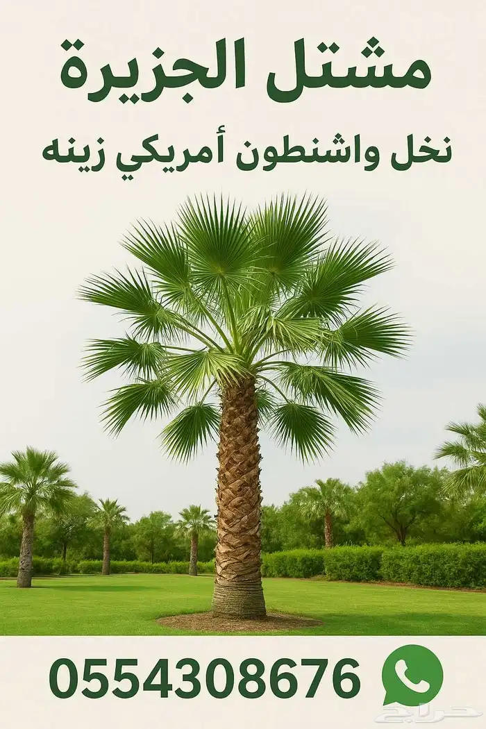 نخل واشنطن للبيع 2