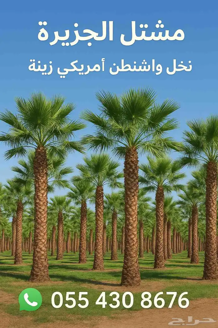 نخل واشنطن للبيع 1