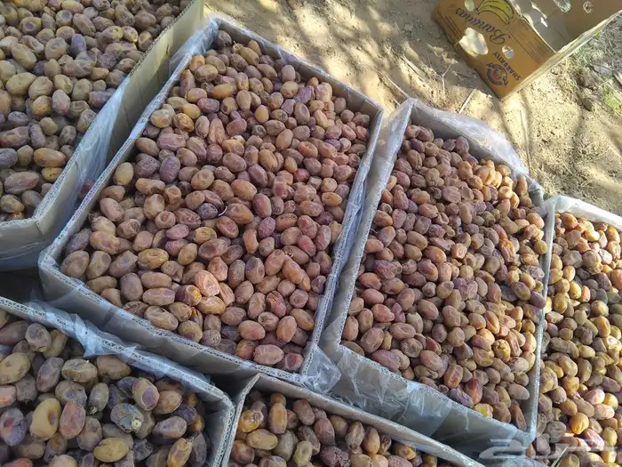 يوجد لدينا عمال صرام ومنقي بلكرتون 2