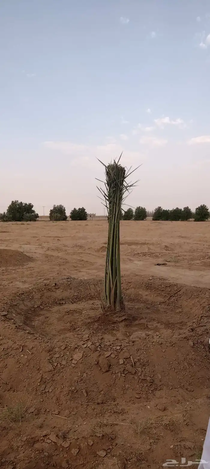 نخيل عربي مثمر بكافة انواعه 1